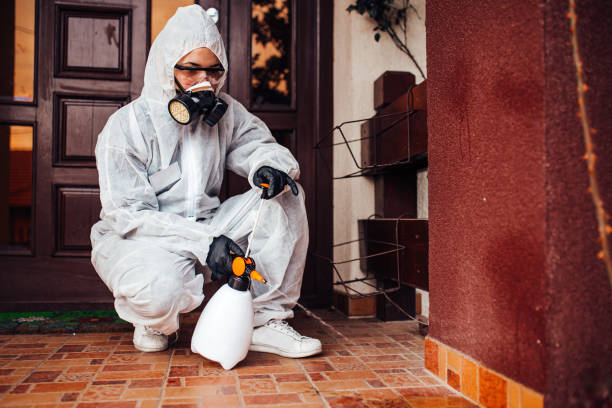 Attic and Crawl Space Rodent Treatment in Seeley Lake