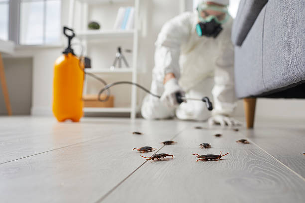 Commercial Rodent Management in Seeley Lake